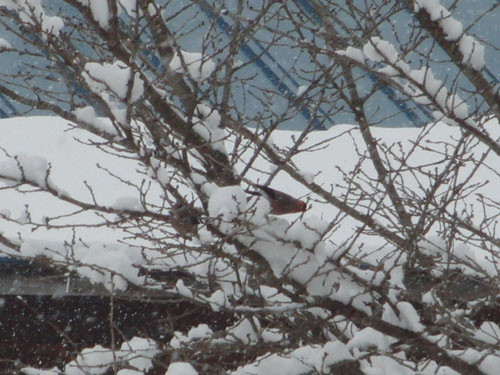 f:id:Naturalhistory:20130126010537j:image