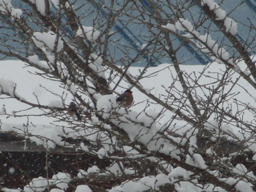 f:id:Naturalhistory:20130126010542j:image