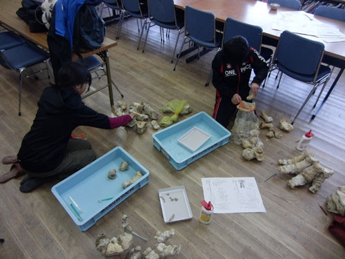 f:id:Naturalhistory:20130126211358j:image