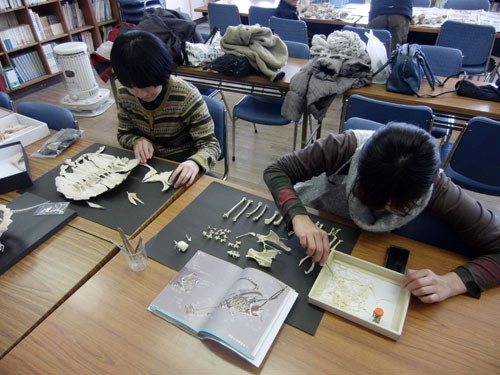 f:id:Naturalhistory:20130126230500j:image