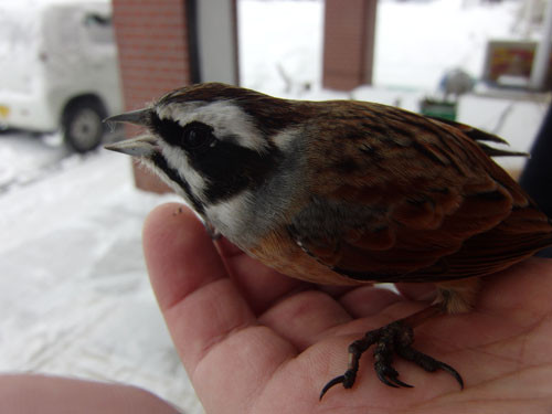 f:id:Naturalhistory:20130127001000j:image