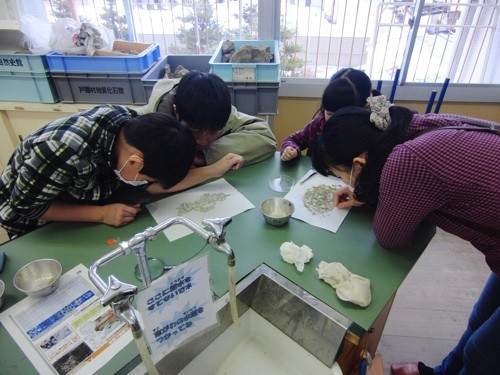 f:id:Naturalhistory:20130203025256j:image