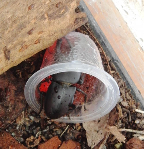 f:id:Naturalhistory:20130207163030j:image
