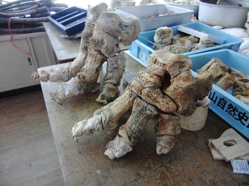 f:id:Naturalhistory:20130209034405j:image