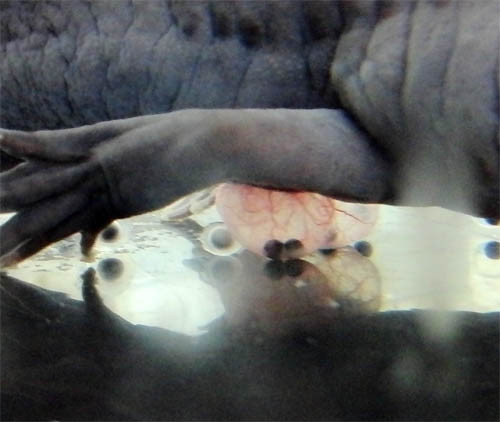f:id:Naturalhistory:20130210170134j:image