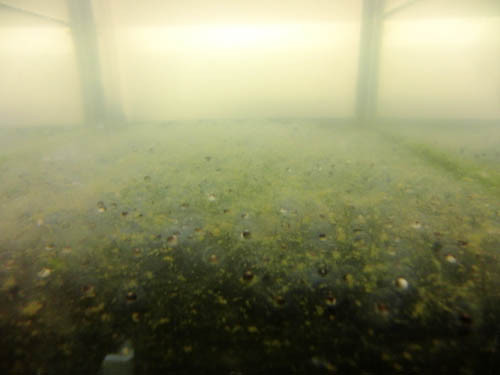 f:id:Naturalhistory:20130211003552j:image