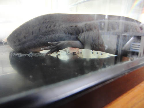 f:id:Naturalhistory:20130211003601j:image