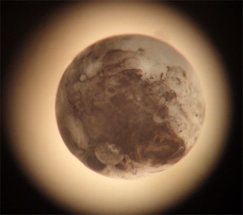f:id:Naturalhistory:20130213172239j:image