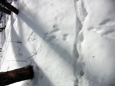 f:id:Naturalhistory:20130217110827j:image