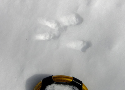 f:id:Naturalhistory:20130217112349j:image