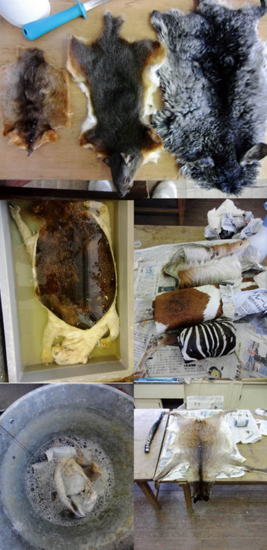 f:id:Naturalhistory:20130220163444j:image