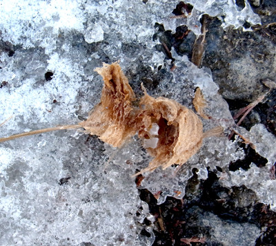 f:id:Naturalhistory:20130221163152j:image