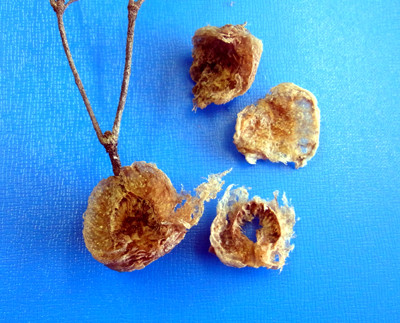 f:id:Naturalhistory:20130221164025j:image