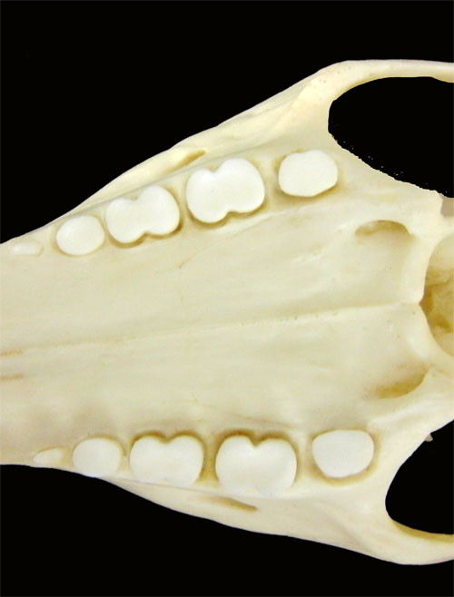 f:id:Naturalhistory:20130226170958j:image