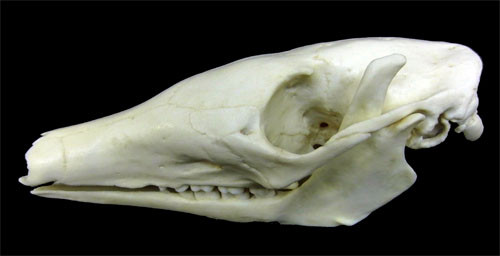 f:id:Naturalhistory:20130226171203j:image