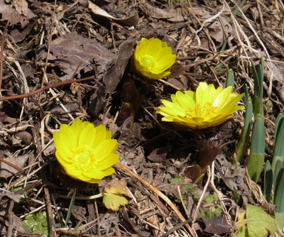 f:id:Naturalhistory:20130228113152j:image