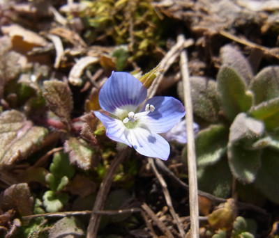 f:id:Naturalhistory:20130228115332j:image