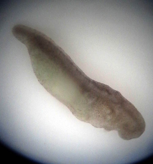 f:id:Naturalhistory:20130301162912j:image
