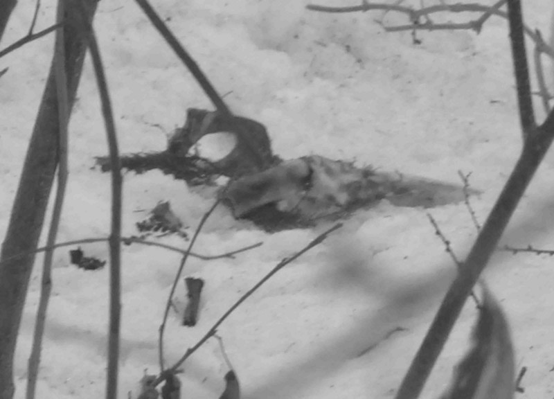 f:id:Naturalhistory:20130305135640j:image