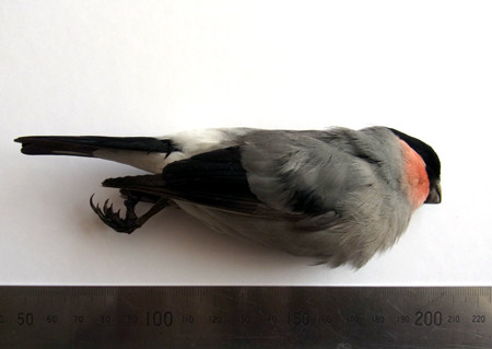 f:id:Naturalhistory:20130307135242j:image