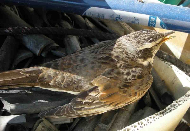 f:id:Naturalhistory:20130307170205j:image