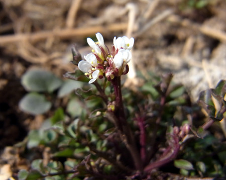 f:id:Naturalhistory:20130308092915j:image