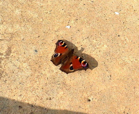 f:id:Naturalhistory:20130308093030j:image