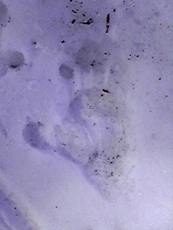 f:id:Naturalhistory:20130312155404j:image