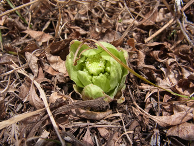 f:id:Naturalhistory:20130313111753j:image