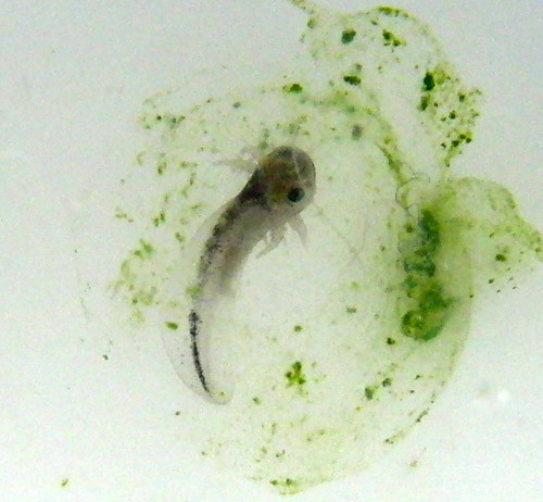 f:id:Naturalhistory:20130315165044j:image