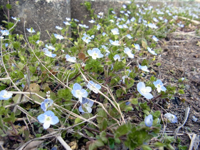 f:id:Naturalhistory:20130328130806j:image