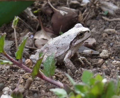 f:id:Naturalhistory:20130328155626j:image