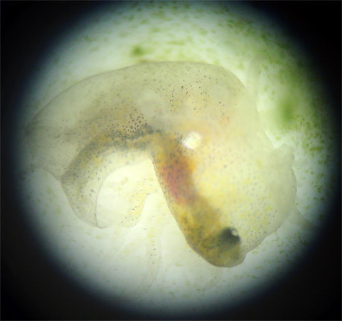 f:id:Naturalhistory:20130330143548j:image