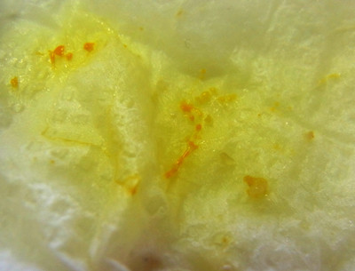 f:id:Naturalhistory:20130331164859j:image