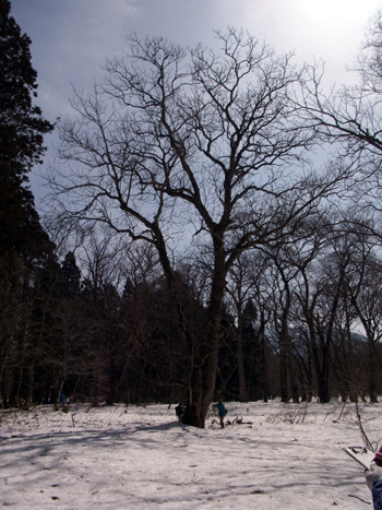 f:id:Naturalhistory:20130401095919j:image