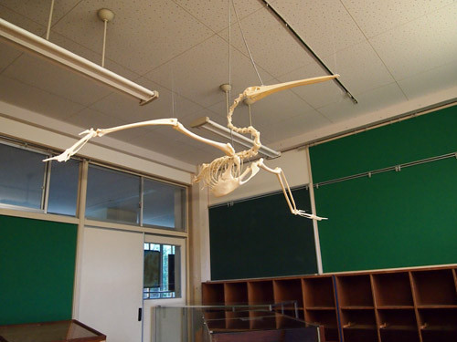 f:id:Naturalhistory:20130403170010j:image
