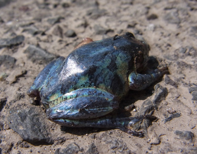 f:id:Naturalhistory:20130404104929j:image