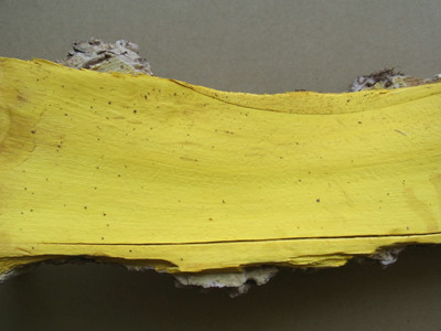 f:id:Naturalhistory:20130404170603j:image