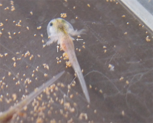 f:id:Naturalhistory:20130407142833j:image