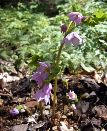 f:id:Naturalhistory:20130409103909j:image