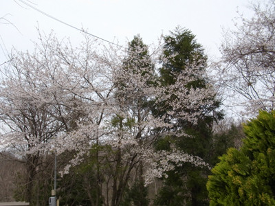 f:id:Naturalhistory:20130417130113j:image