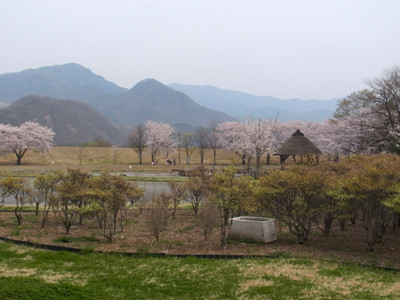 f:id:Naturalhistory:20130417134150j:image
