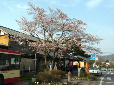 f:id:Naturalhistory:20130417155811j:image