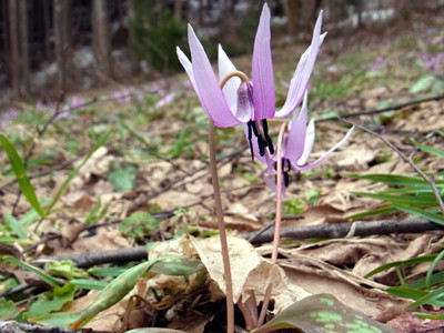f:id:Naturalhistory:20130423143608j:image f:id:Naturalhistory:20130423143608j:image