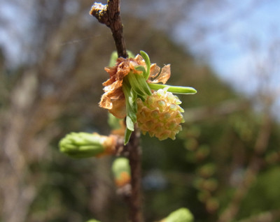 f:id:Naturalhistory:20130423151656j:image f:id:Naturalhistory:20130423151656j:image