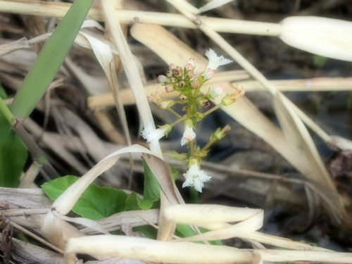 f:id:Naturalhistory:20130425170626j:image