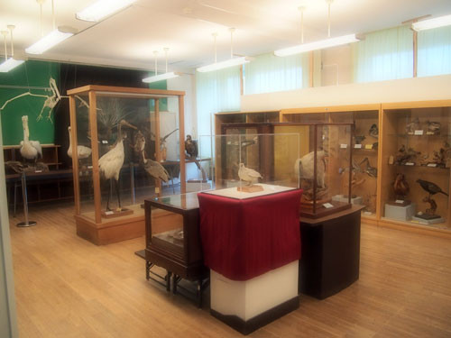 f:id:Naturalhistory:20130426174323j:image