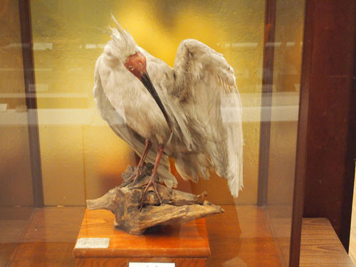 f:id:Naturalhistory:20130426174348j:image