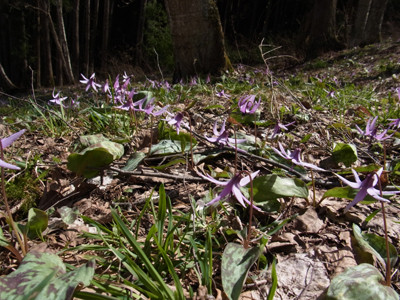 f:id:Naturalhistory:20130427135906j:image
