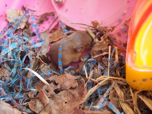f:id:Naturalhistory:20130429124041j:image f:id:Naturalhistory:20130429124041j:image